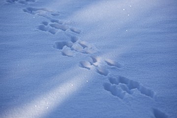 tierspuren  im schneee