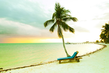Palm trees near a sunny beach