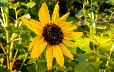 Beautiful Sunflower