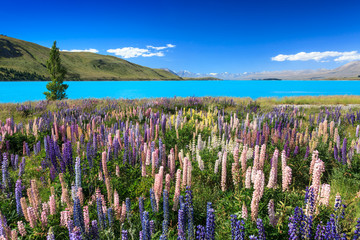 Lupins near Lake Pukaki, New Zealand