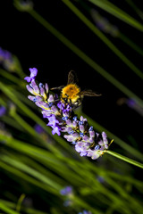 bourdon/bourdon sur fleur de lavande