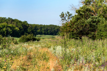 Beautiful rural summer landscape with trees