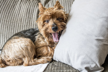 Yorkshire dog lying on the sofa in a living room in Sao Paulo