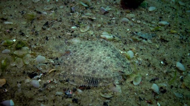 Black Sea turbot (Psetta maeotica), young fish on the bottom. Underwater landscape. Black Sea
