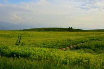 Green fields in southern Kazakhstan