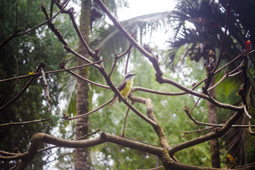Yellow-bellied Tyrannulet flycatcher bird with black beak and yellow feathers sits on a tree branch in the forest of Costa Rica