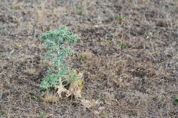 Field eryngo or Eryngium campestre close