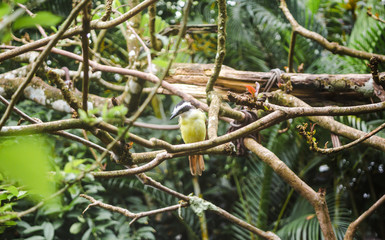 Yellow-bellied Tyrannulet flycatcher bird with black beak and yellow feathers sits on a tree branch in the forest of Costa Rica