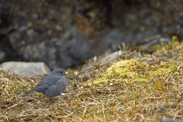 Beautiful specimen of plumbeous sierra-finch (Phrygilus unicolor) male, perched on a rock in its natural environment. Huancayo - Peru.