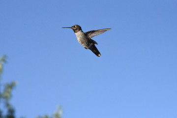 Hummingbird in flight