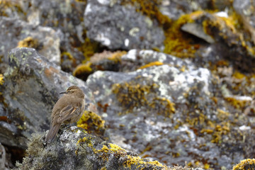 Beautiful specimen of Royal cinclodes (Cinclodes aricomae) that is in critical danger of extinction, perched on a rock in its natural environment. Huancayo - Peru.