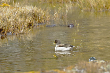 Beautiful specimen of yellow-billed teal (Anas flavirostris) swimming over an Andean lagoon. Huancayo - Peru.