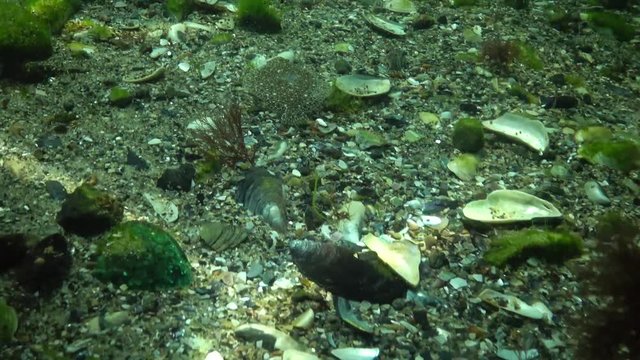 Black Sea turbot (Psetta maeotica), young fish on the bottom. Underwater landscape. Black Sea
