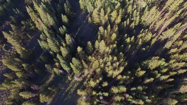 Aerial drone footage of forests, trees, woods, and mountains in Colorado Rockies (down 2)