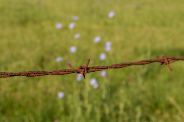 Barbed wire rusty
