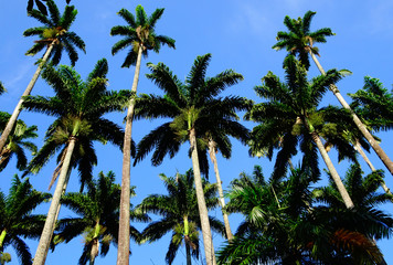 Fototapeta na wymiar Palm Trees