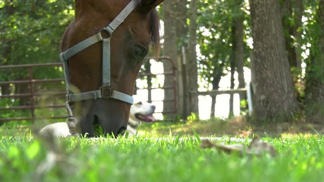 Close up of a horse eating grass with sound
