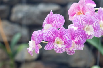 Beautiful purple orchid with close up shot.