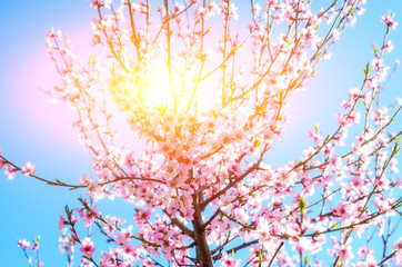 Blooming cherry tree branches against