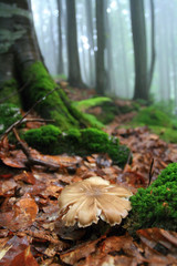 Mushroom in Misty Forest
