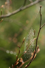 Spiders Web in the Rainy Day