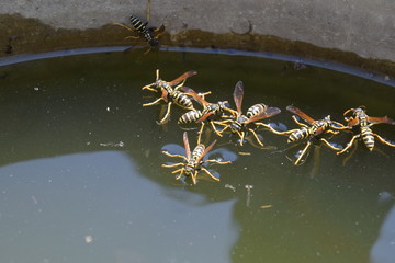 Fototapeta premium Wasps drink water from the pan, swim on the surface of the water, do not sink.