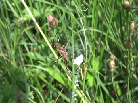 Un criquet &eacute;chappe de peu &agrave; l'argiope frelon.