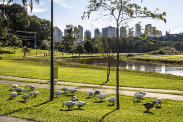 Curitiba, Parana, Brazil, January 31, 2017. Duks on Grass in Barigui Park, Curitiba city - obrazy, fototapety, plakaty