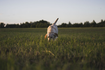 Naklejka na ściany i meble labrador retriever dog sitting in grass meadow, sunset light, close up detail with bokeh, enjoying summer evening, warm colors