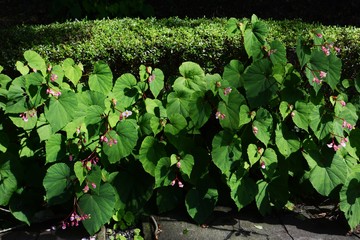 Hardy begonia flowers / summer cute flowers