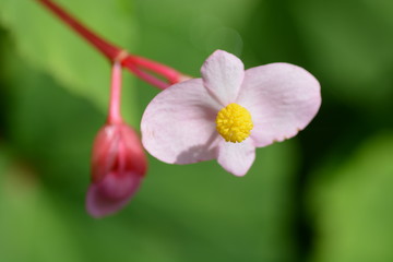 Obraz premium Hardy begonia flowers / summer cute flowers