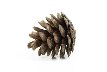 pine cone isolated