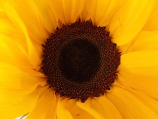 Obraz premium Close up image of a sun flower