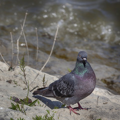 A pigeon on the river coast macro