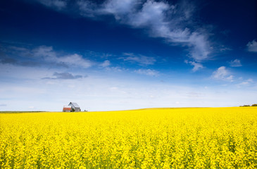 Summer day, canola field, Canada.