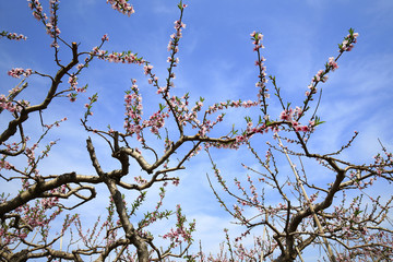 Peach blossoms bloom in the blue sky