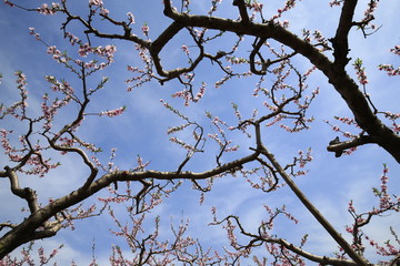 Peach blossoms bloom in the blue sky