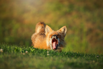 Red fox yawning