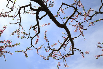 Peach blossoms bloom in the blue sky