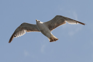 seagull and blue sky