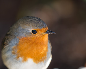 Robin in the garden