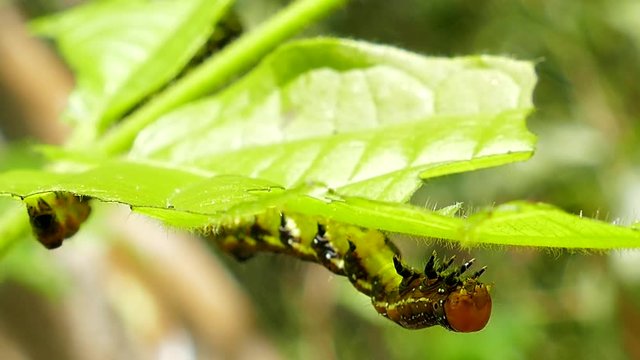 Nettle Caterpillar on leaves in tropical rain forest.