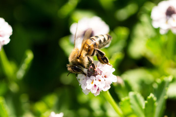 bee on a flower