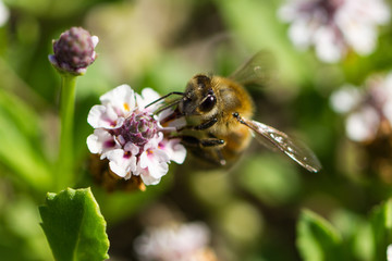 bee on a flower