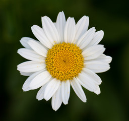 Fototapeta premium daisy with a blurred background