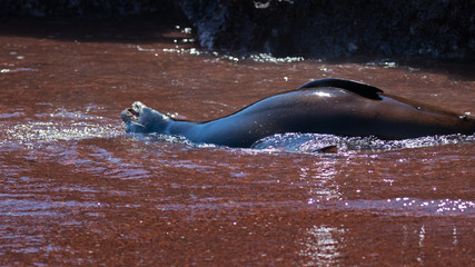 Galapagos Islands Wildlife and Landscapes