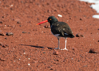 Galapagos Islands Wildlife and Landscapes