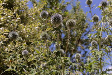 Echinops Bannaticus: "Globethistles" from below