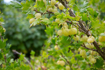 green gooseberry growing