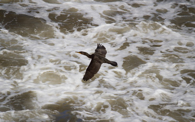 Double crested cormorant in flight